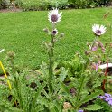 Berkheya purpurea 'Silver Strikes'